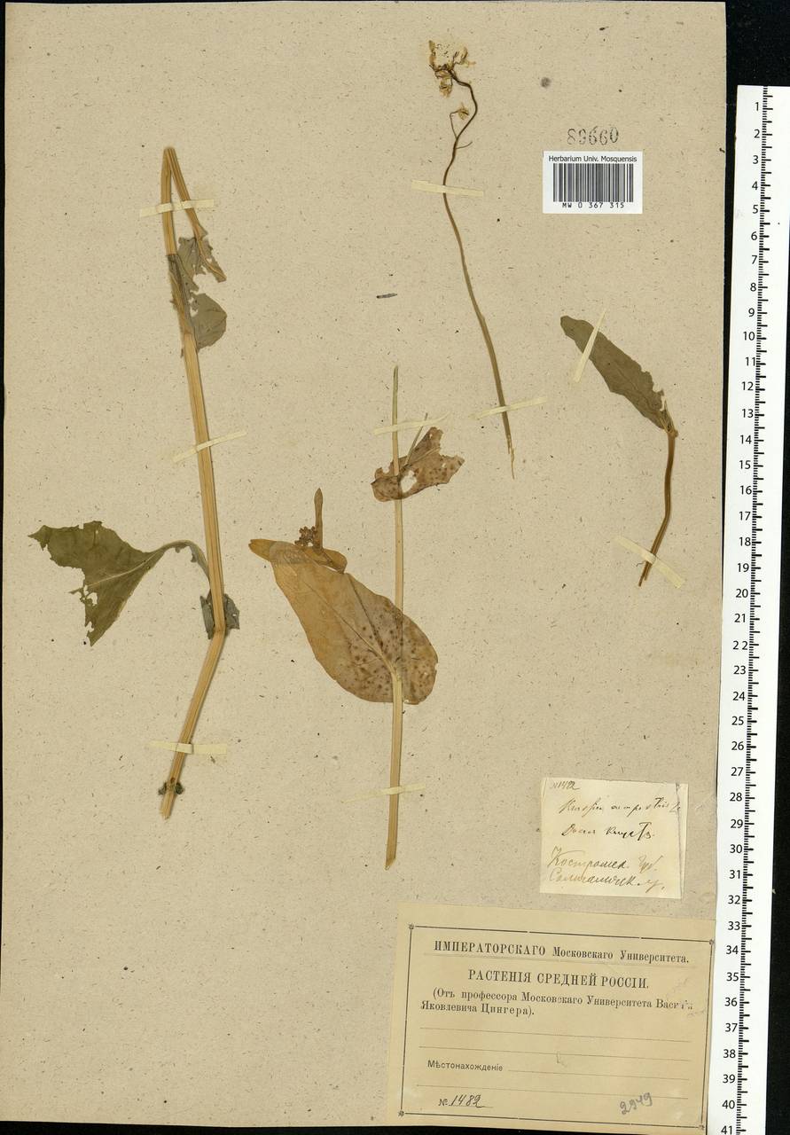 Brassica rapa subsp. sylvestris (L.) Janch., Eastern Europe, Central forest region (E5) (Russia)