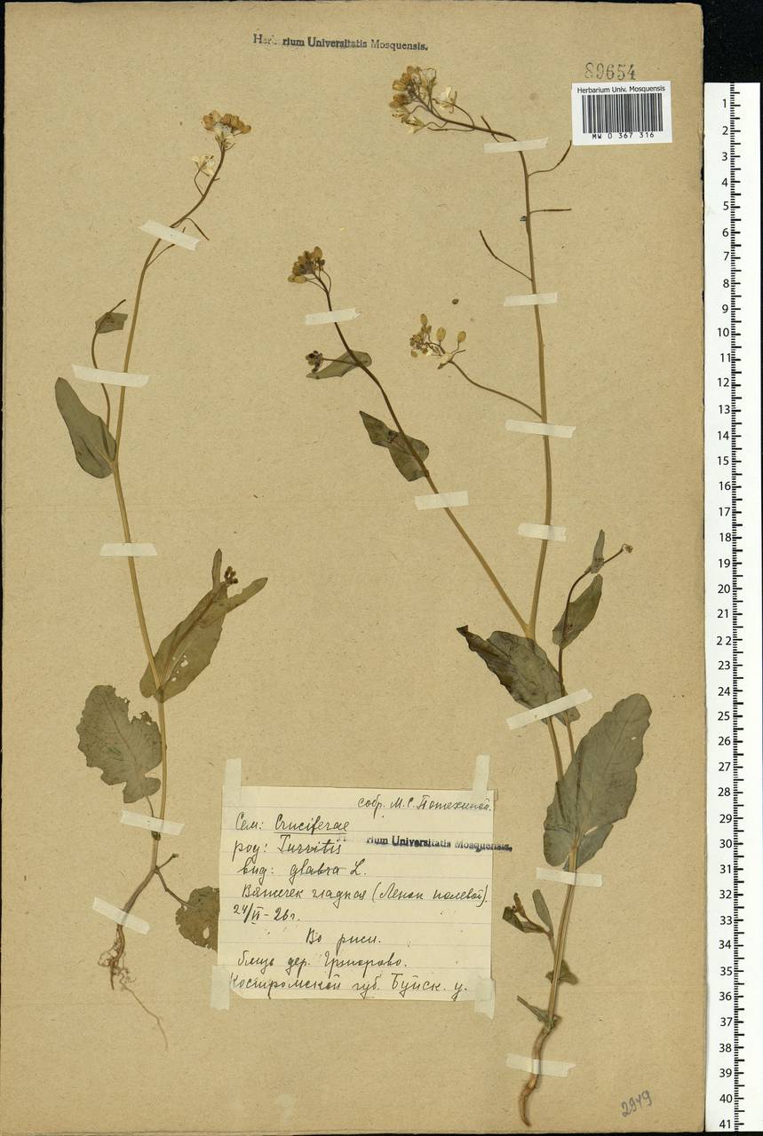 Brassica rapa subsp. sylvestris (L.) Janch., Eastern Europe, Central forest region (E5) (Russia)