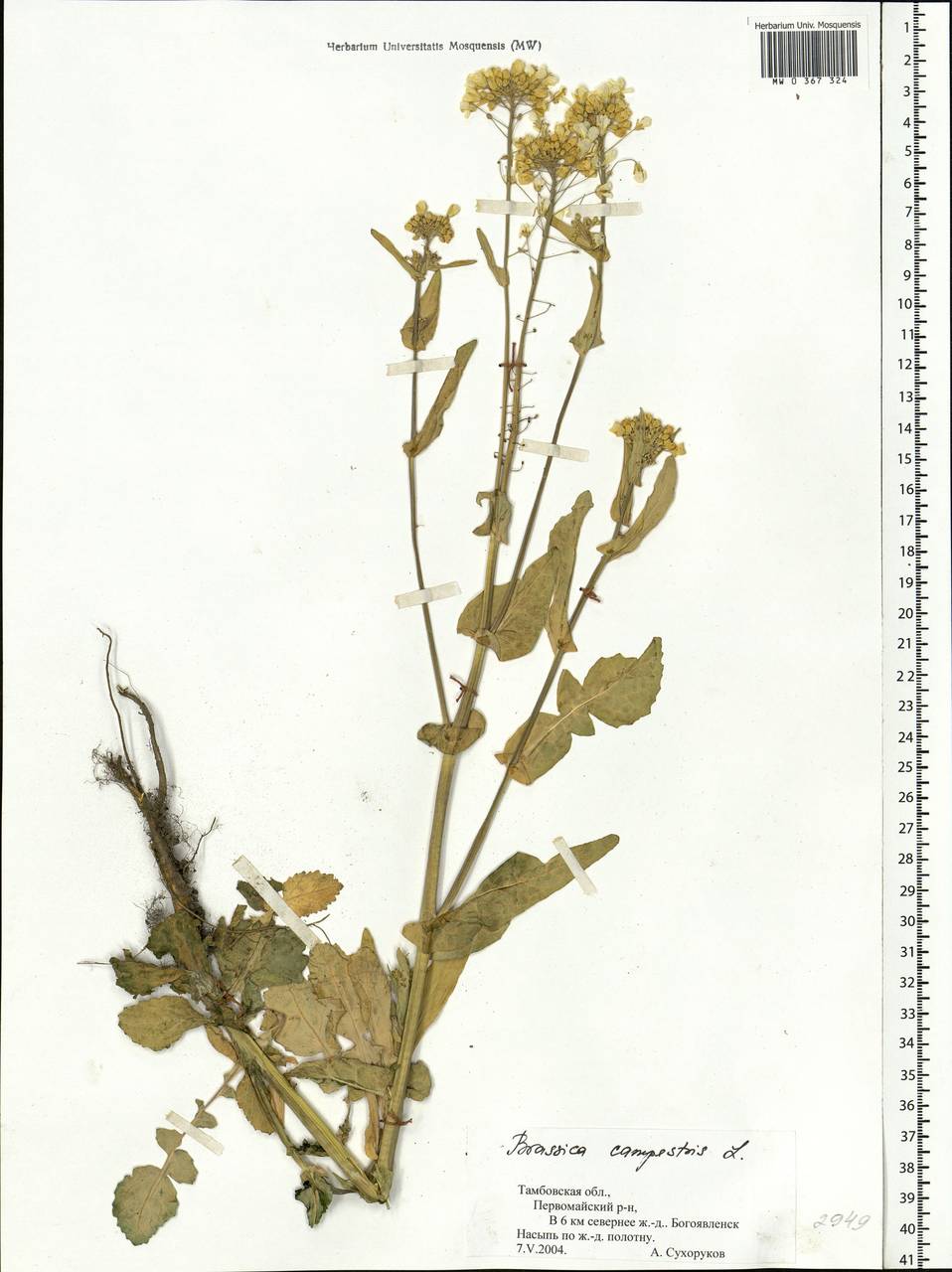Brassica rapa subsp. sylvestris (L.) Janch., Eastern Europe, Central forest-and-steppe region (E6) (Russia)