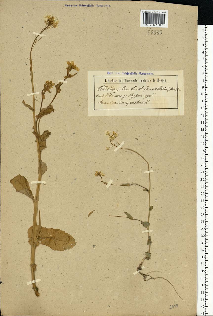 Brassica rapa subsp. sylvestris (L.) Janch., Eastern Europe, Central forest-and-steppe region (E6) (Russia)