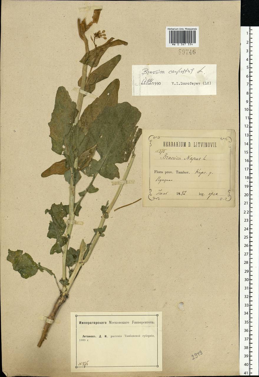 Brassica rapa subsp. oleifera (DC.) Metzg., Eastern Europe, Central forest-and-steppe region (E6) (Russia)