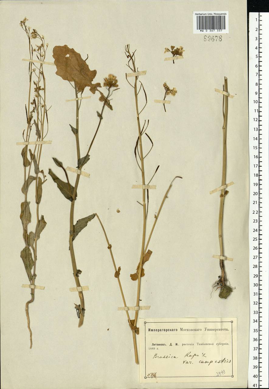 Brassica rapa subsp. sylvestris (L.) Janch., Eastern Europe, Central forest-and-steppe region (E6) (Russia)