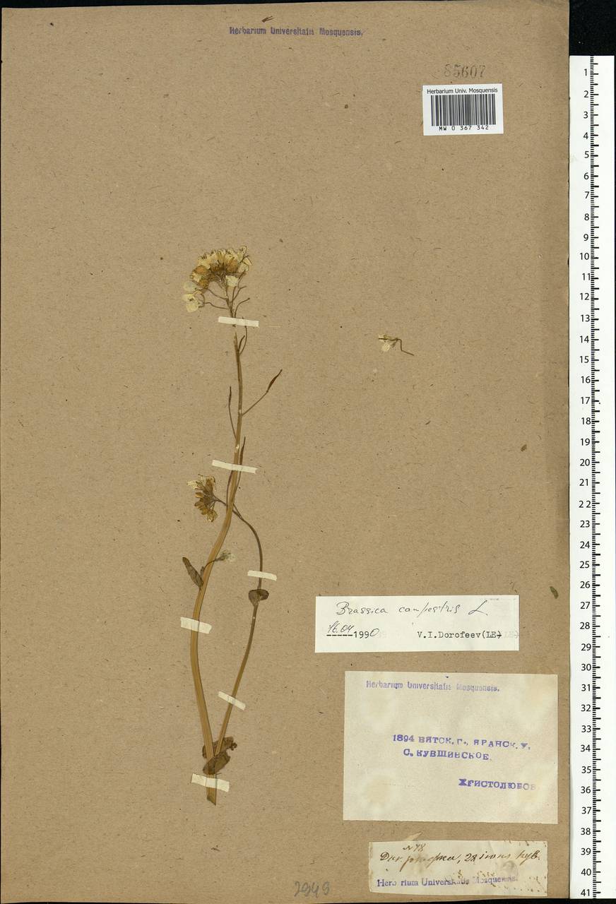 Brassica rapa subsp. sylvestris (L.) Janch., Eastern Europe, Volga-Kama region (E7) (Russia)
