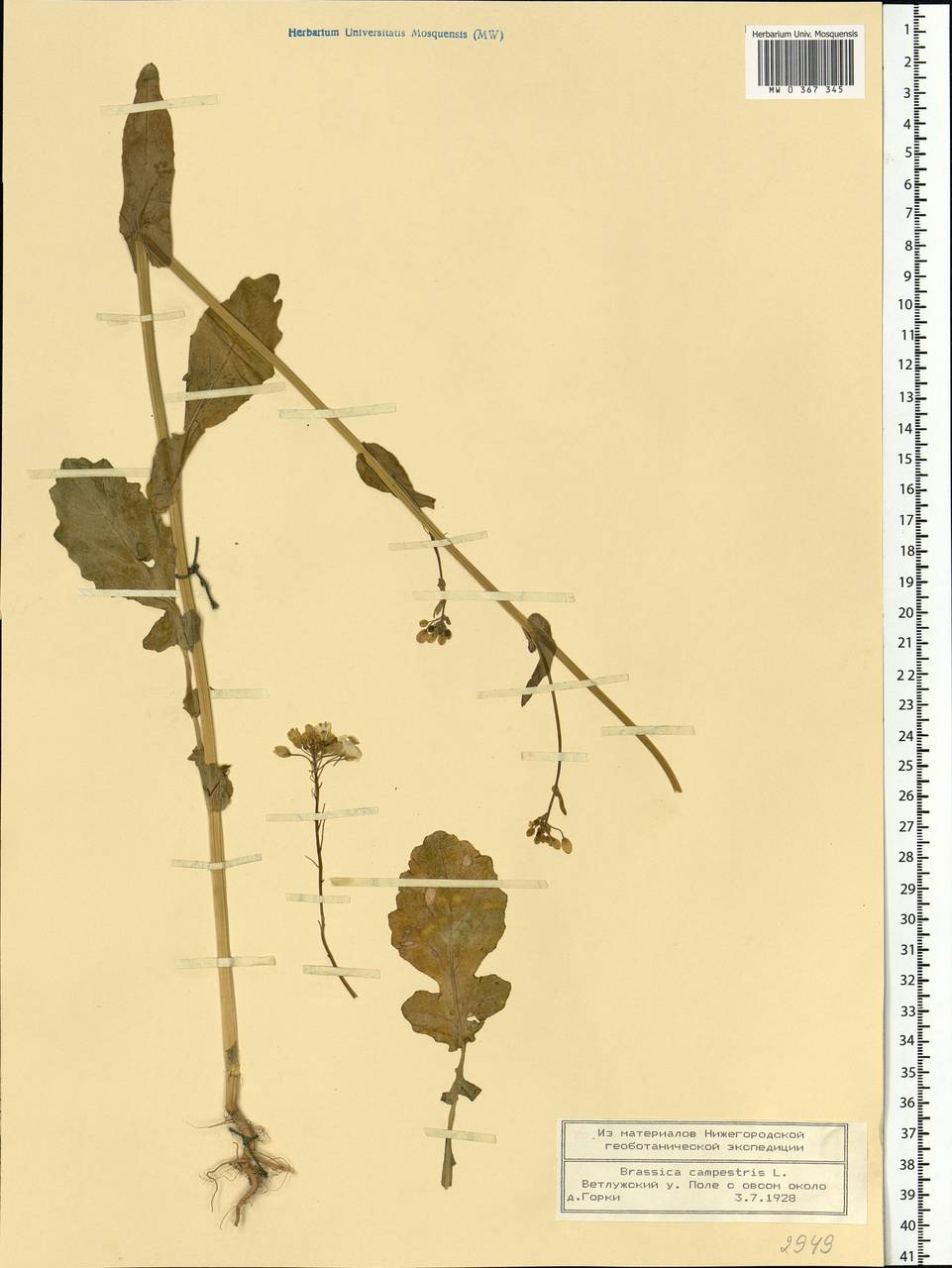 Brassica rapa subsp. oleifera (DC.) Metzg., Eastern Europe, Volga-Kama region (E7) (Russia)