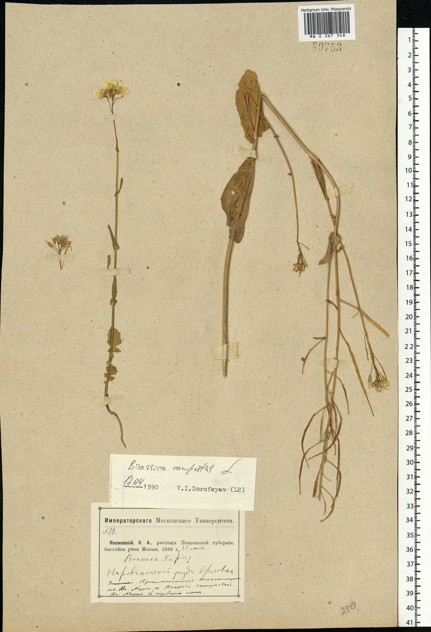 Brassica rapa subsp. sylvestris (L.) Janch., Eastern Europe, Middle Volga region (E8) (Russia)