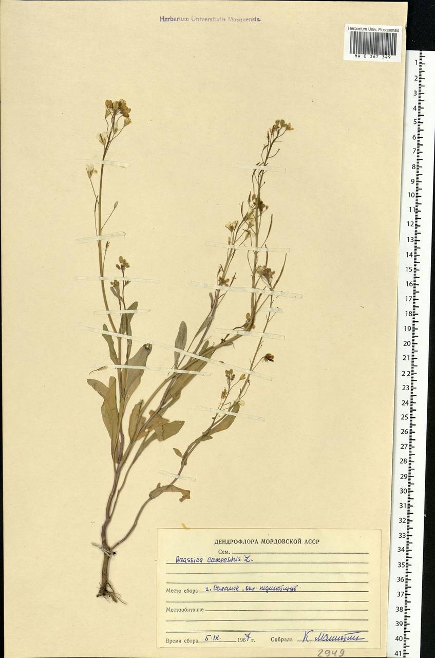Brassica rapa subsp. oleifera (DC.) Metzg., Eastern Europe, Middle Volga region (E8) (Russia)