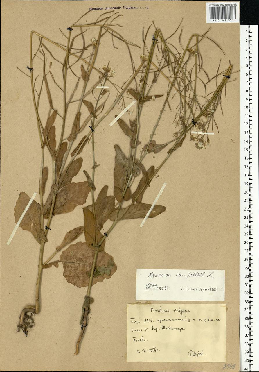 Brassica rapa subsp. sylvestris (L.) Janch., Eastern Europe, Eastern region (E10) (Russia)