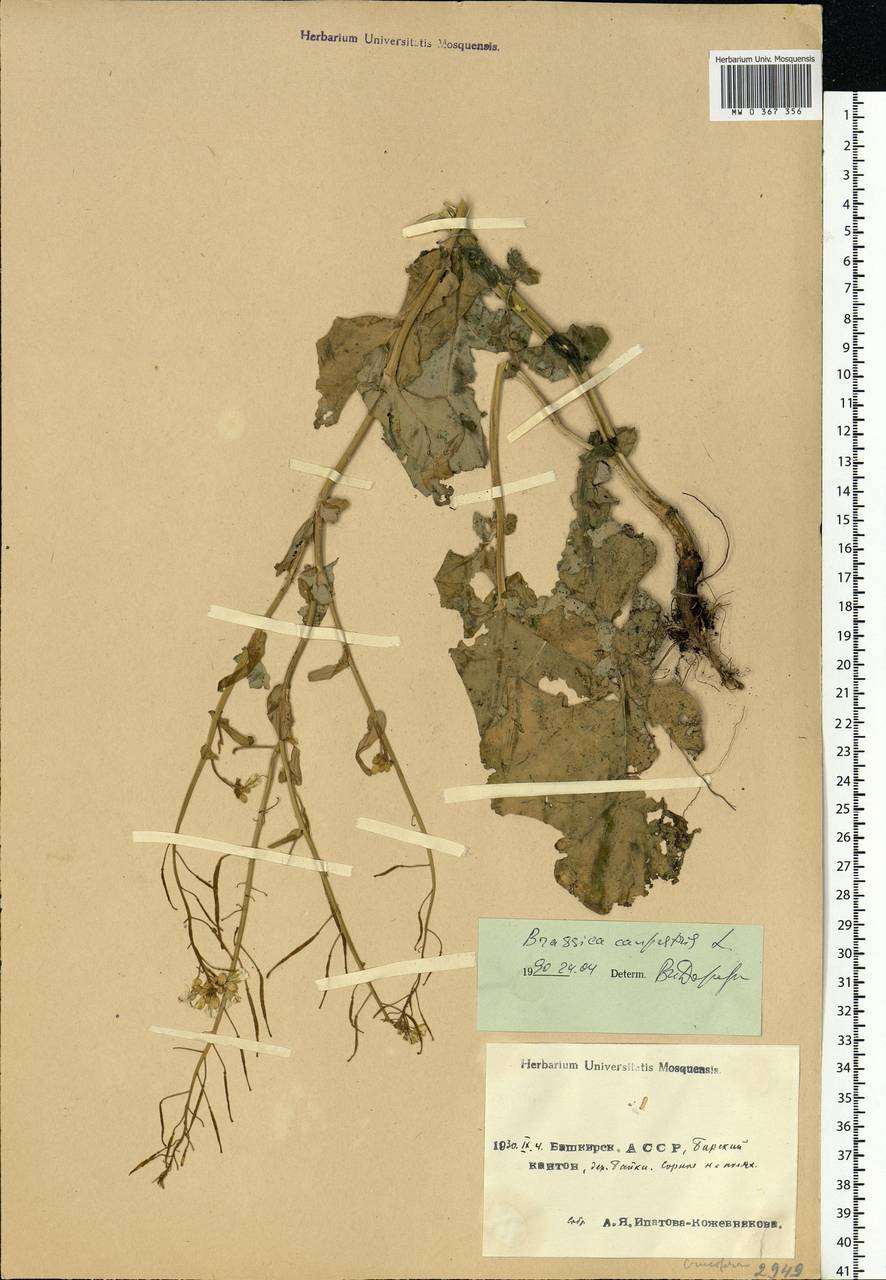 Brassica rapa subsp. sylvestris (L.) Janch., Eastern Europe, Eastern region (E10) (Russia)