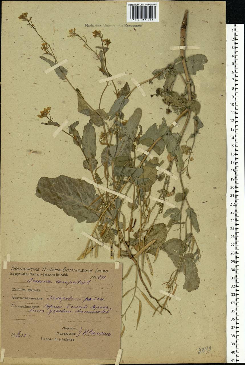 Brassica rapa subsp. sylvestris (L.) Janch., Eastern Europe, Eastern region (E10) (Russia)