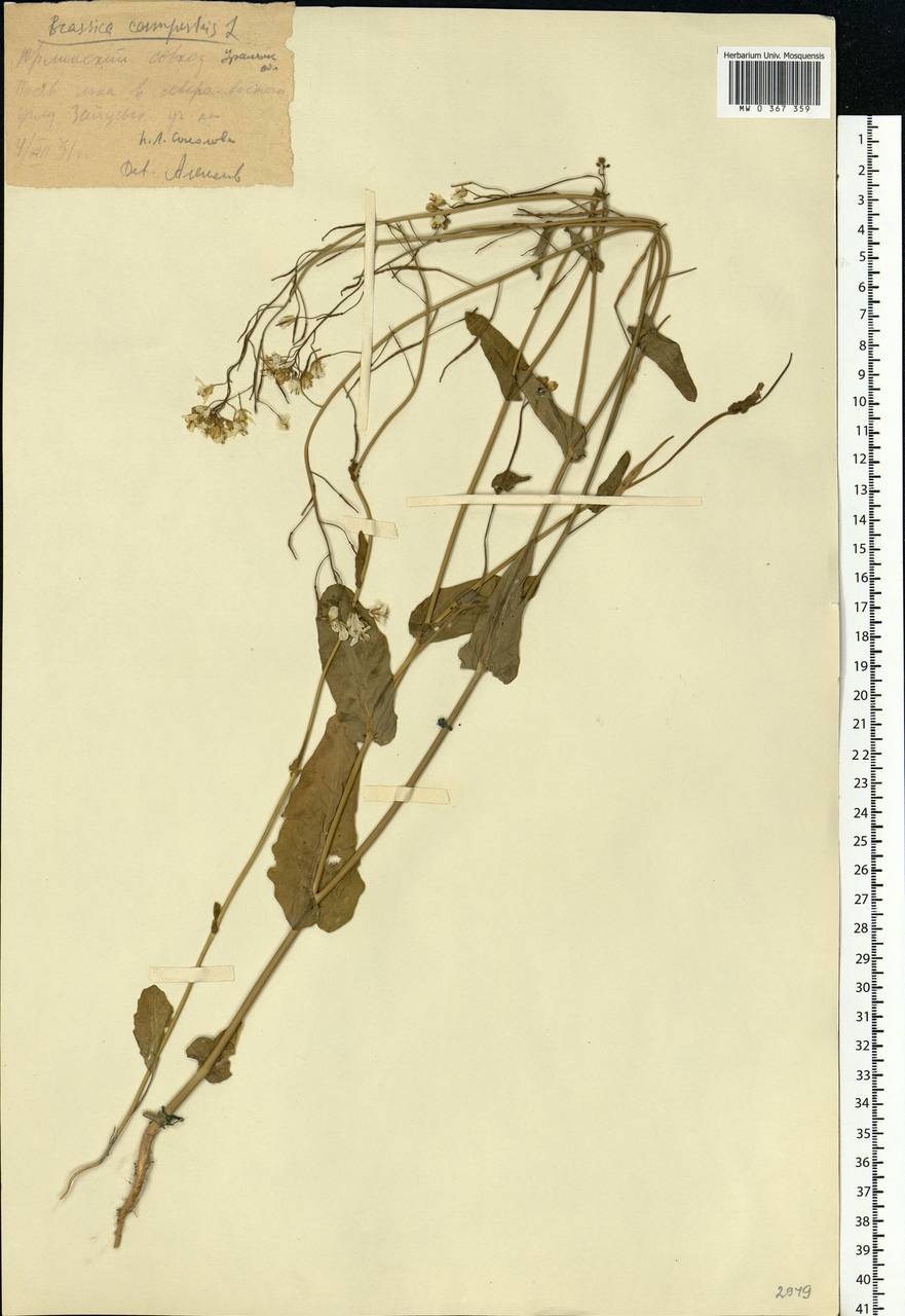 Brassica rapa subsp. sylvestris (L.) Janch., Eastern Europe, Eastern region (E10) (Russia)