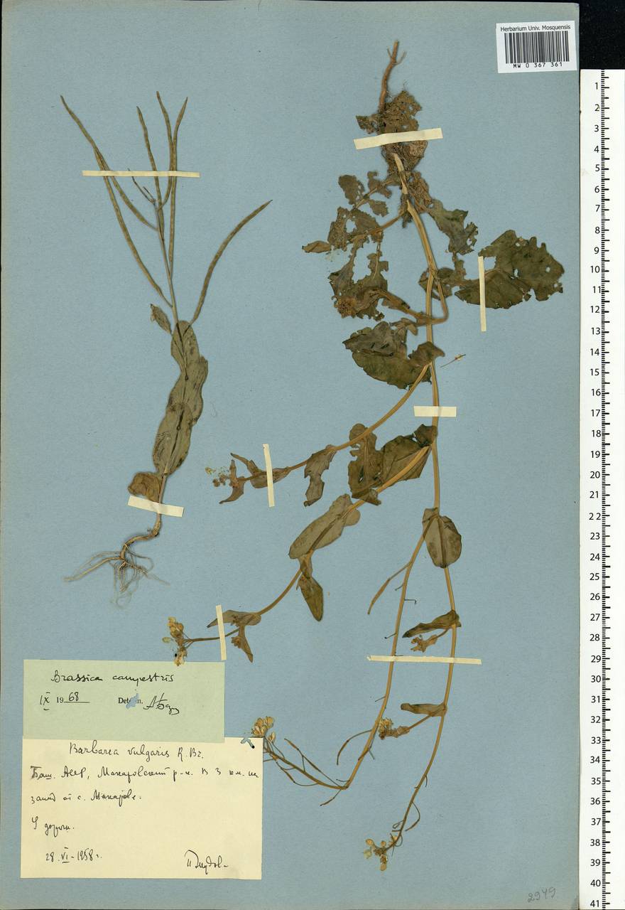 Brassica rapa subsp. sylvestris (L.) Janch., Eastern Europe, Eastern region (E10) (Russia)