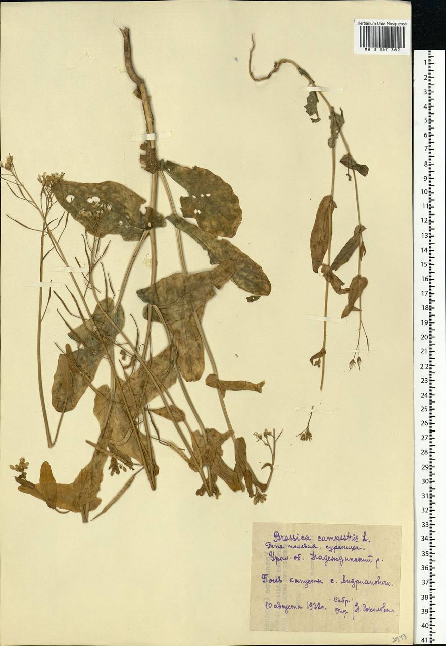 Brassica rapa subsp. sylvestris (L.) Janch., Eastern Europe, Eastern region (E10) (Russia)