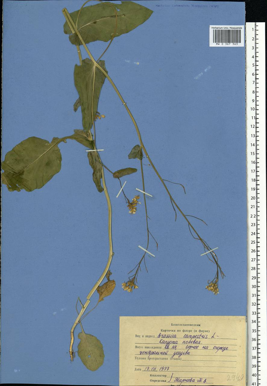 Brassica rapa subsp. sylvestris (L.) Janch., Eastern Europe, Eastern region (E10) (Russia)