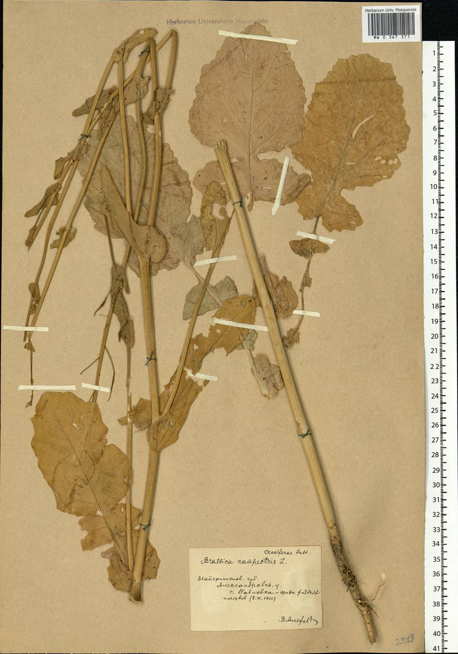 Brassica rapa subsp. sylvestris (L.) Janch., Eastern Europe, South Ukrainian region (E12) (Ukraine)