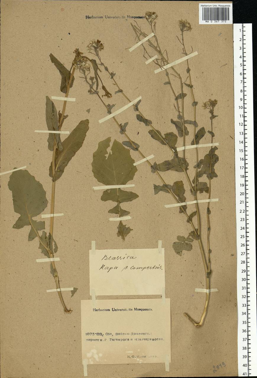Brassica rapa subsp. oleifera (DC.) Metzg., Eastern Europe, Rostov Oblast (E12a) (Russia)