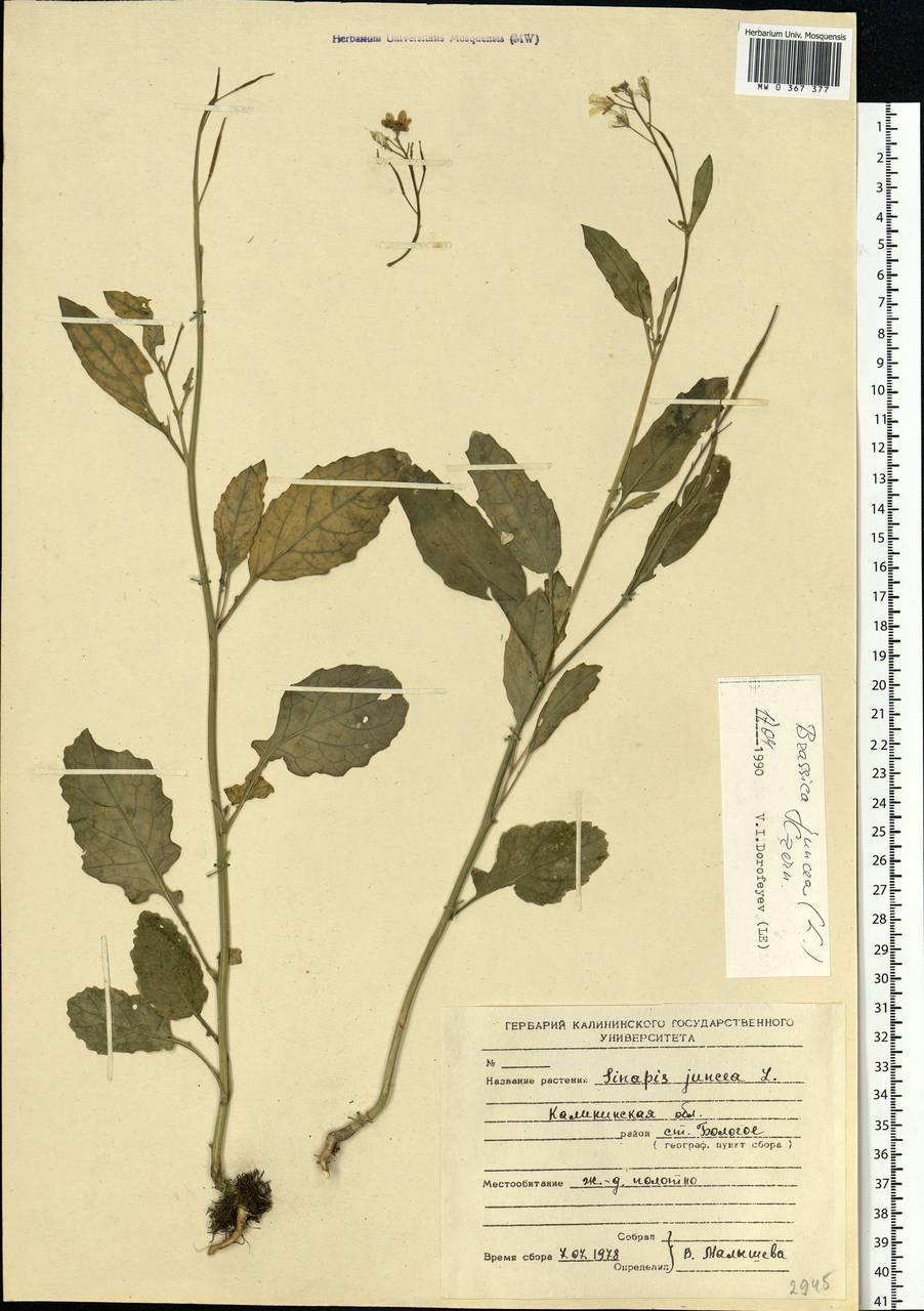 Brassica juncea (L.) Czern., Eastern Europe, North-Western region (E2) (Russia)