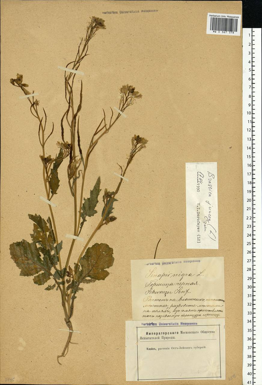 Brassica juncea (L.) Czern., Eastern Europe, Latvia (E2b) (Latvia)