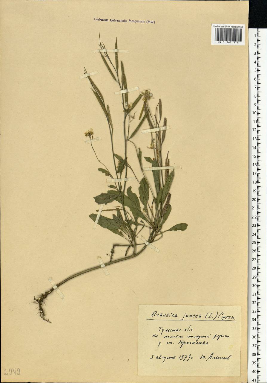 Brassica juncea (L.) Czern., Eastern Europe, Central region (E4) (Russia)