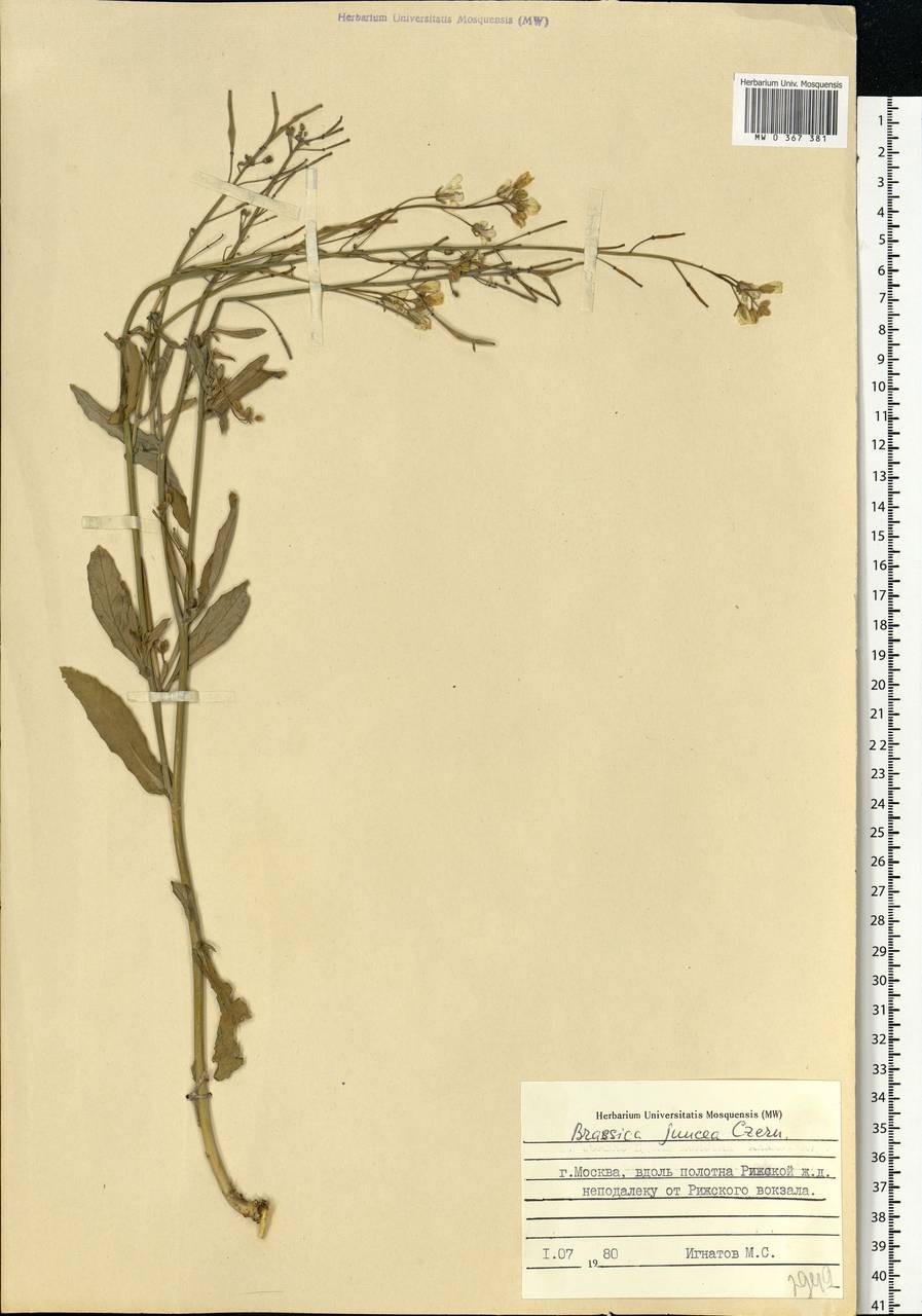 Brassica juncea (L.) Czern., Eastern Europe, Moscow region (E4a) (Russia)