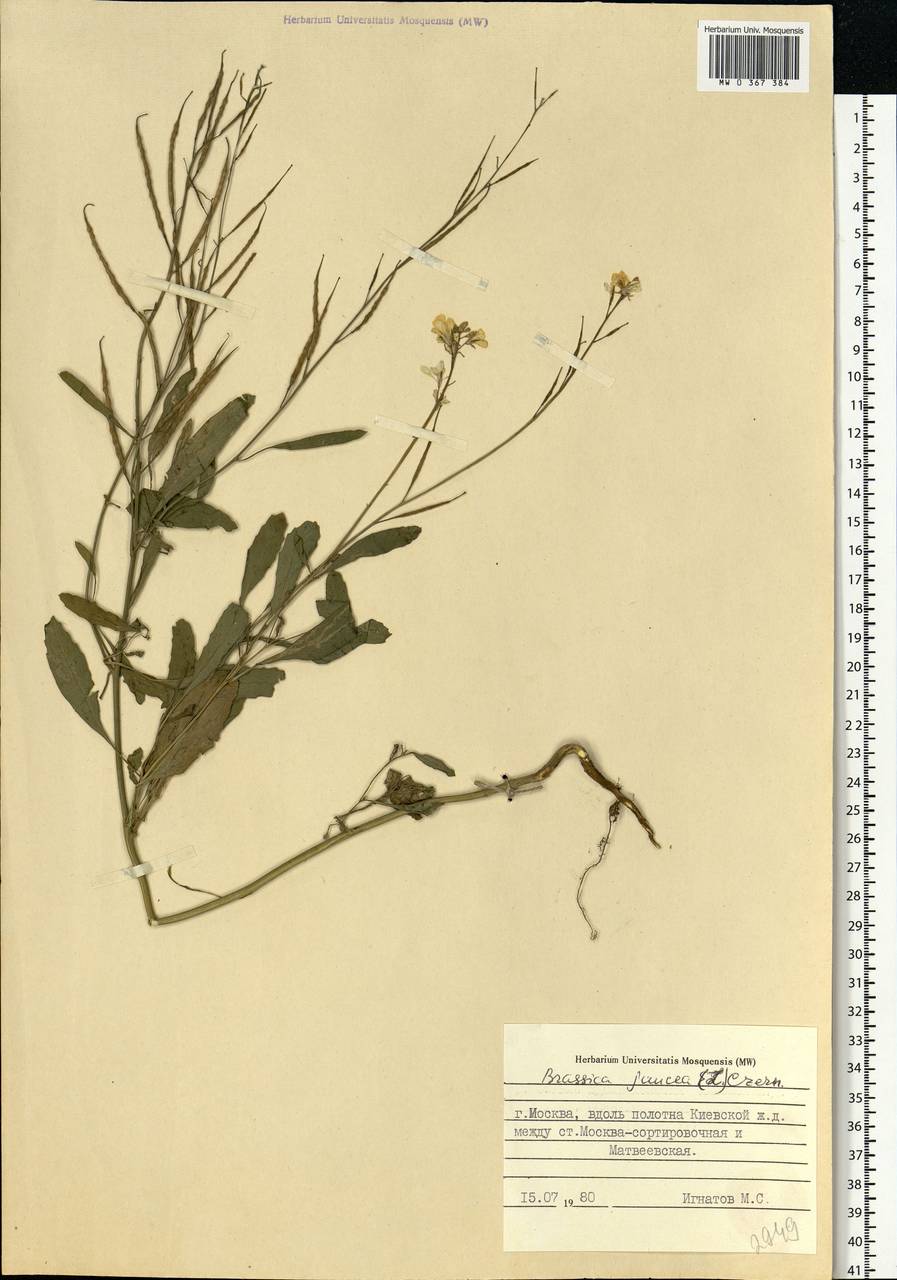 Brassica juncea (L.) Czern., Eastern Europe, Moscow region (E4a) (Russia)