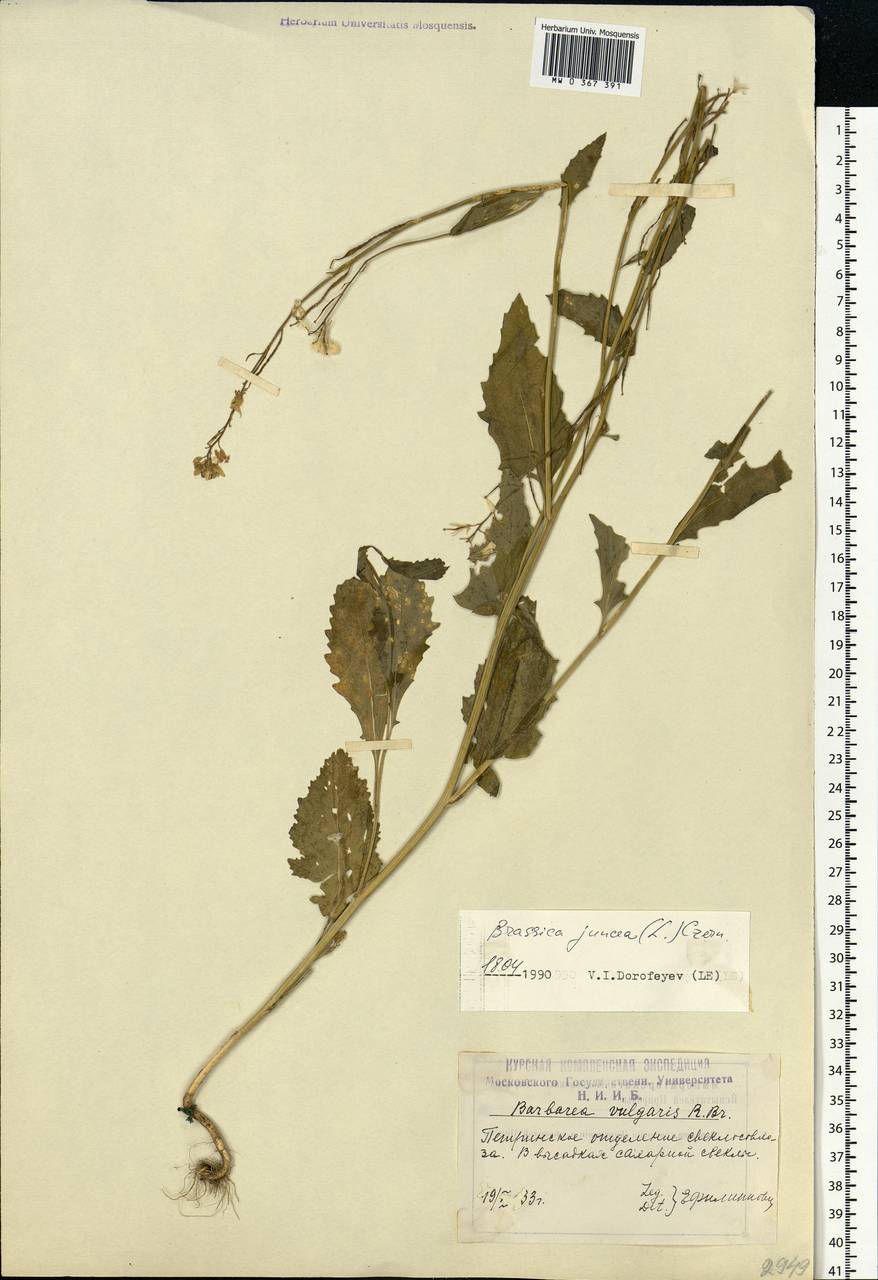 Brassica juncea (L.) Czern., Eastern Europe, Central forest-and-steppe region (E6) (Russia)