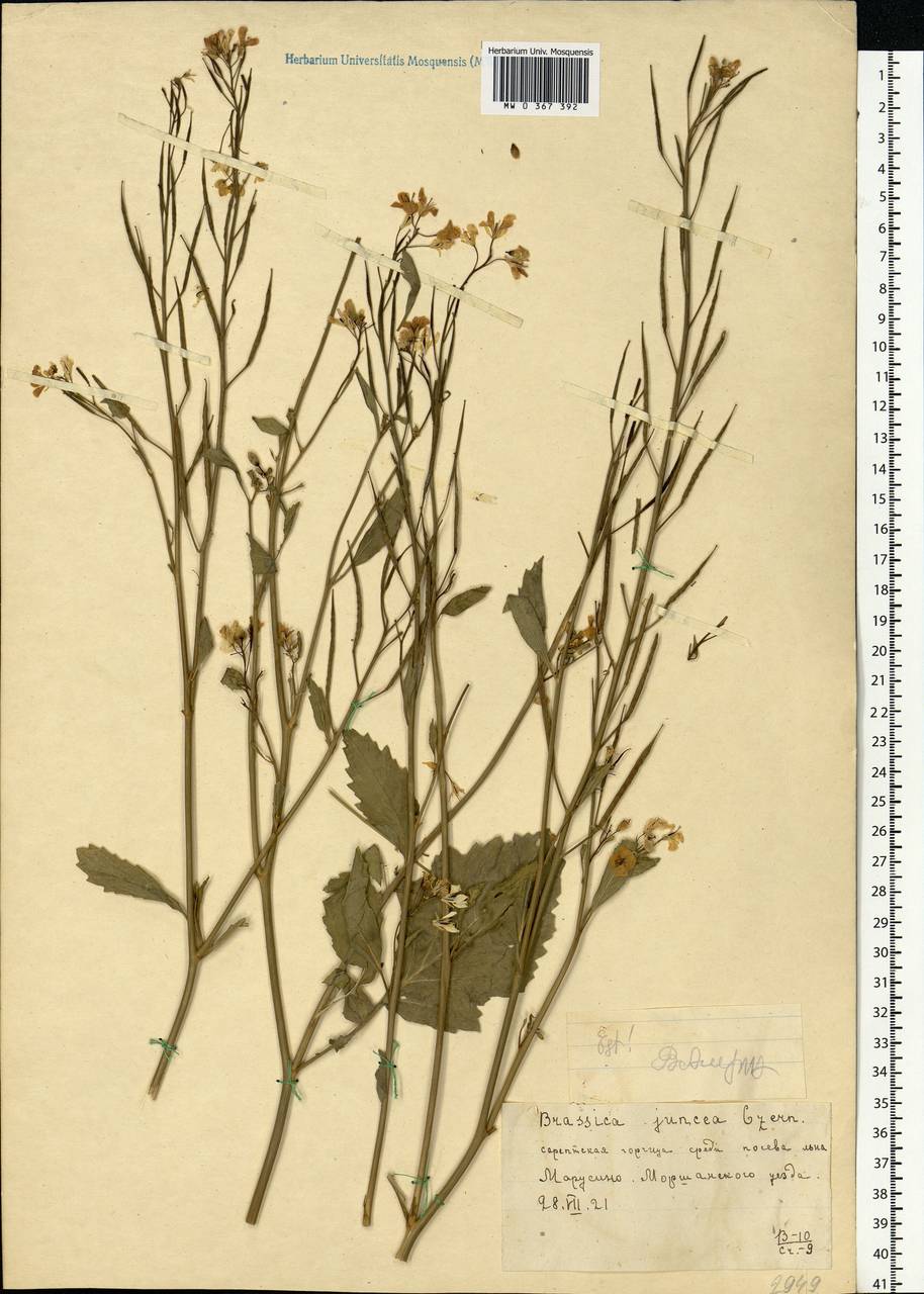 Brassica juncea (L.) Czern., Eastern Europe, Central forest-and-steppe region (E6) (Russia)