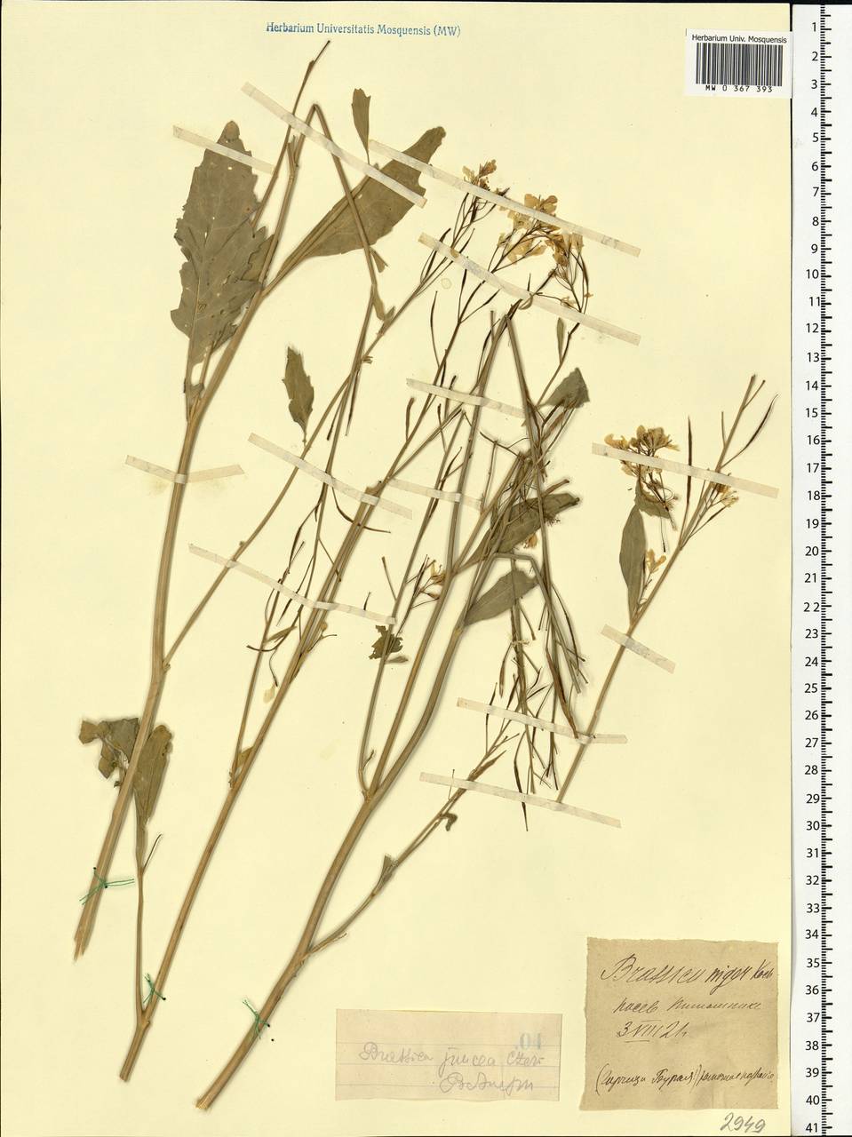 Brassica juncea (L.) Czern., Eastern Europe, Central forest-and-steppe region (E6) (Russia)