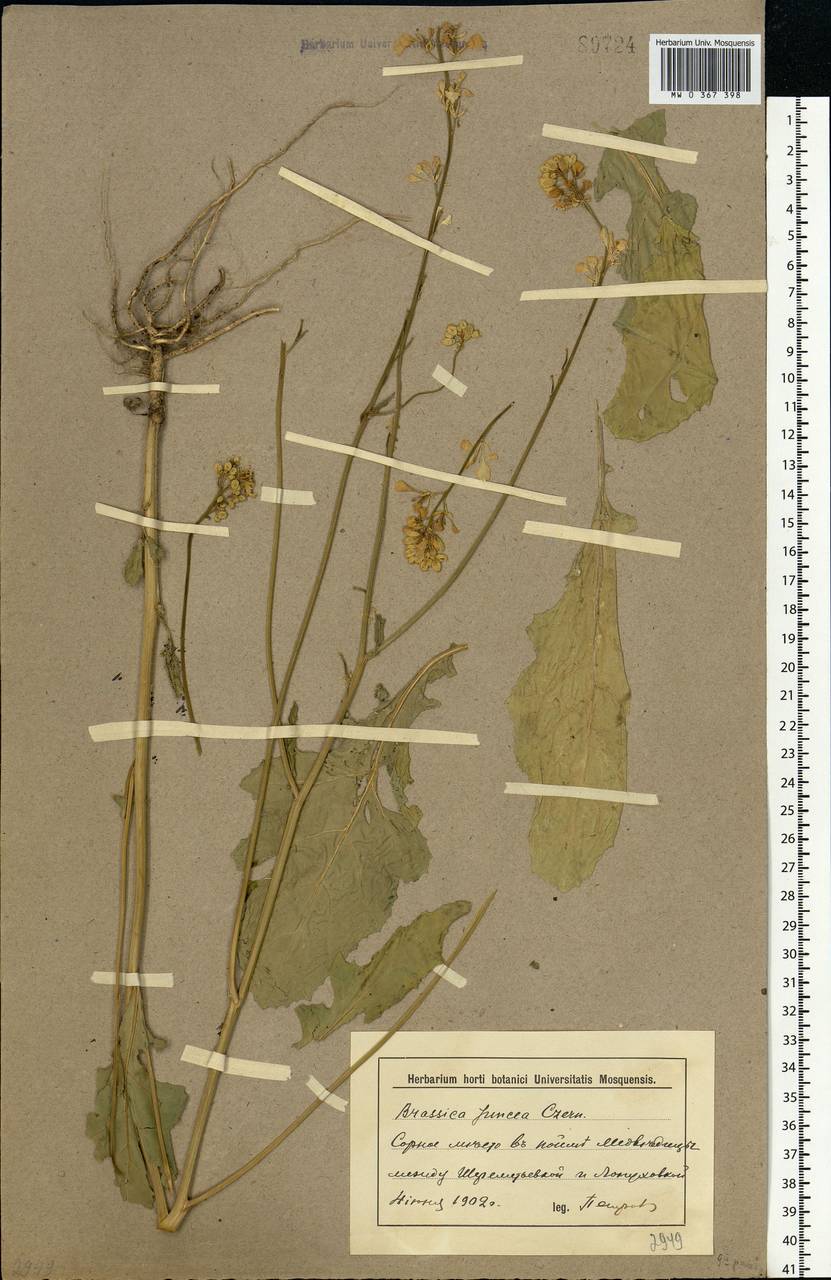 Brassica juncea (L.) Czern., Eastern Europe, Lower Volga region (E9) (Russia)
