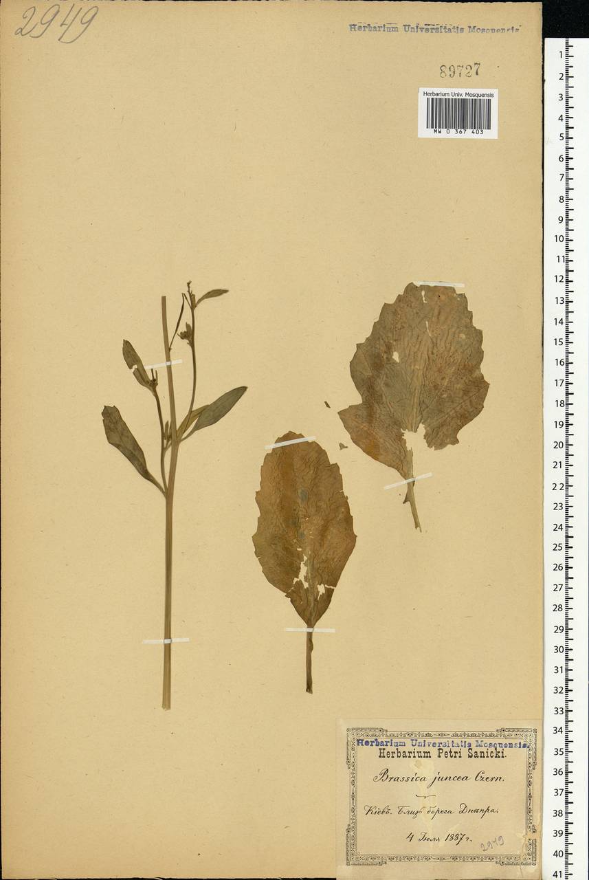 Brassica juncea (L.) Czern., Eastern Europe, North Ukrainian region (E11) (Ukraine)
