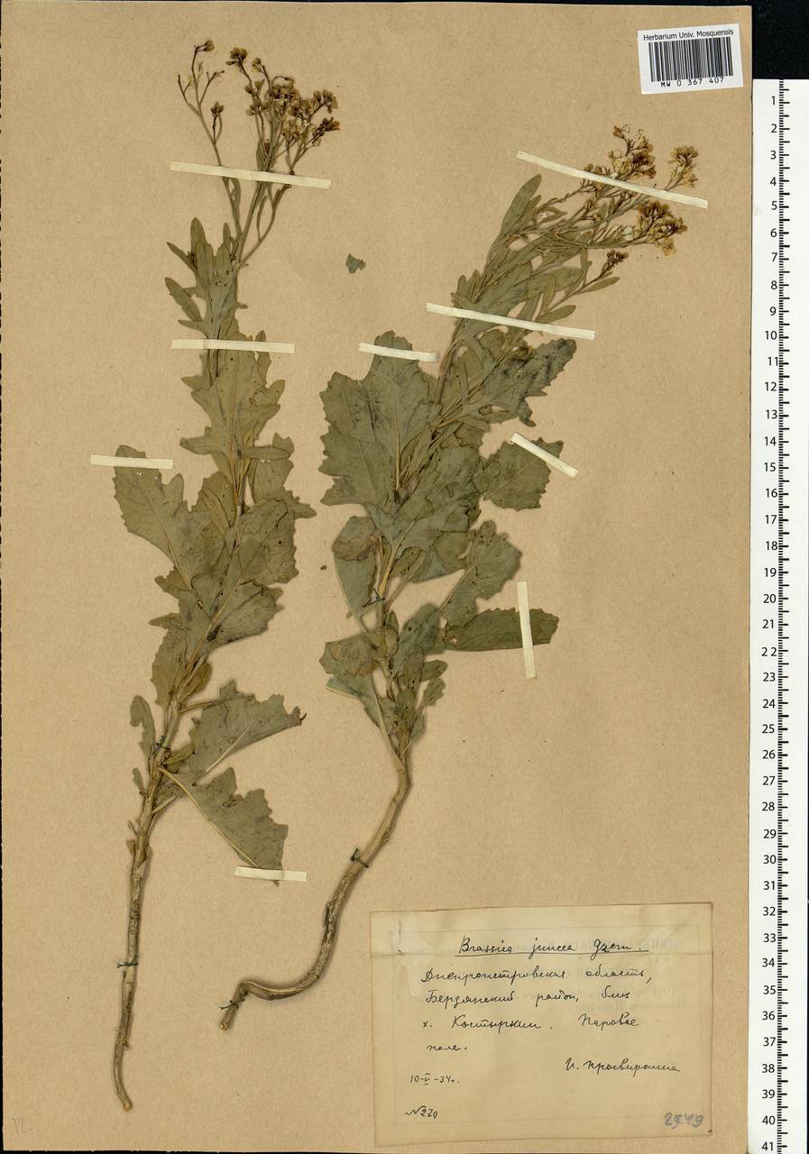 Brassica juncea (L.) Czern., Eastern Europe, South Ukrainian region (E12) (Ukraine)