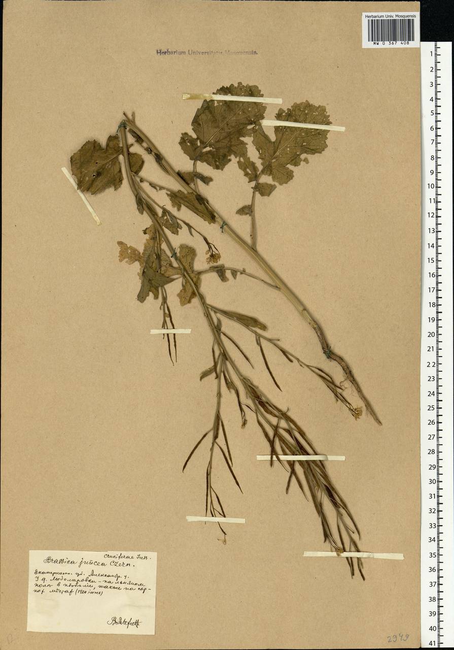 Brassica juncea (L.) Czern., Eastern Europe, South Ukrainian region (E12) (Ukraine)