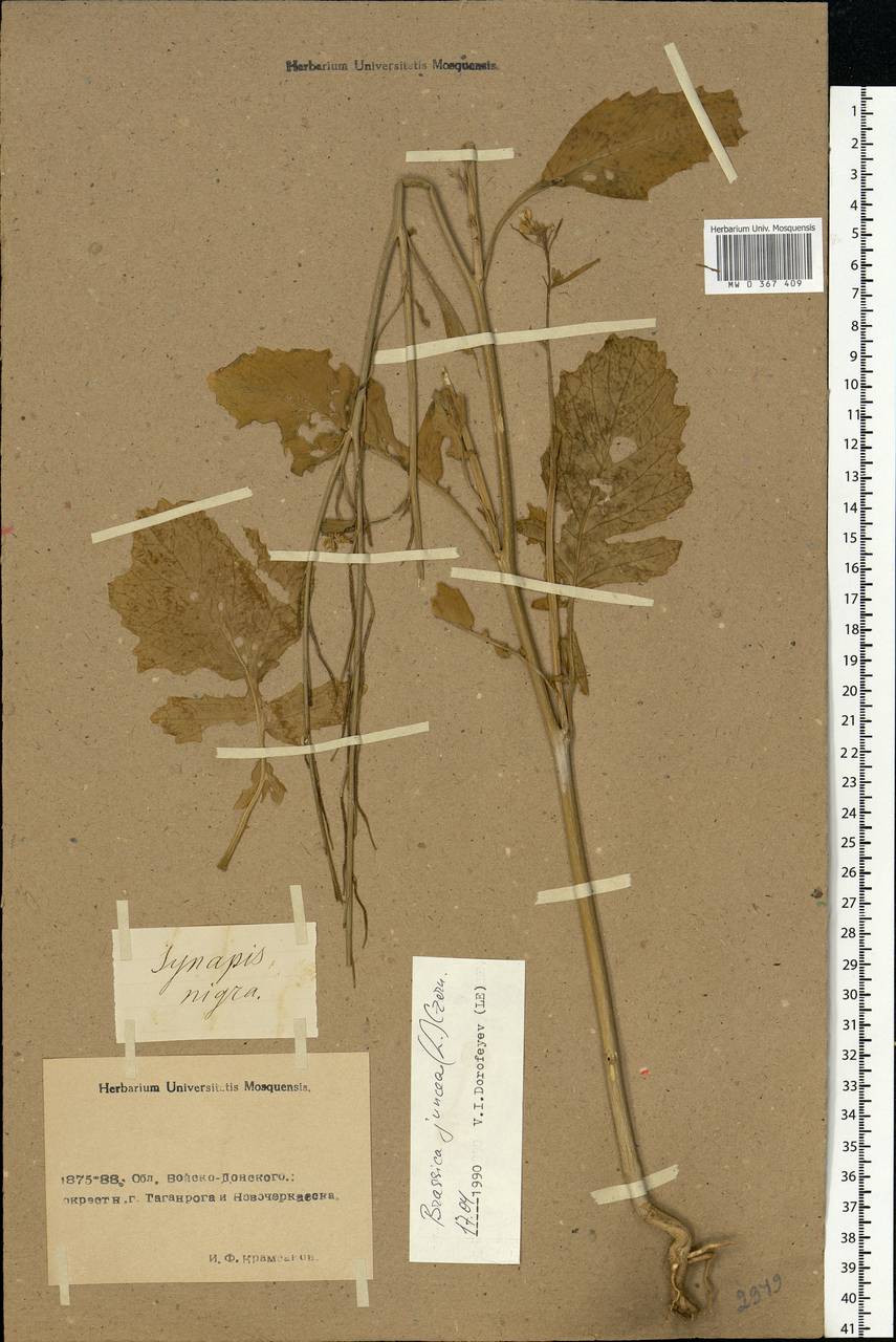 Brassica juncea (L.) Czern., Eastern Europe, Rostov Oblast (E12a) (Russia)