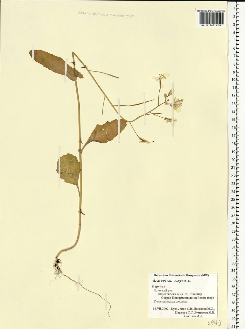 Brassica napus L., Eastern Europe, Northern region (E1) (Russia)