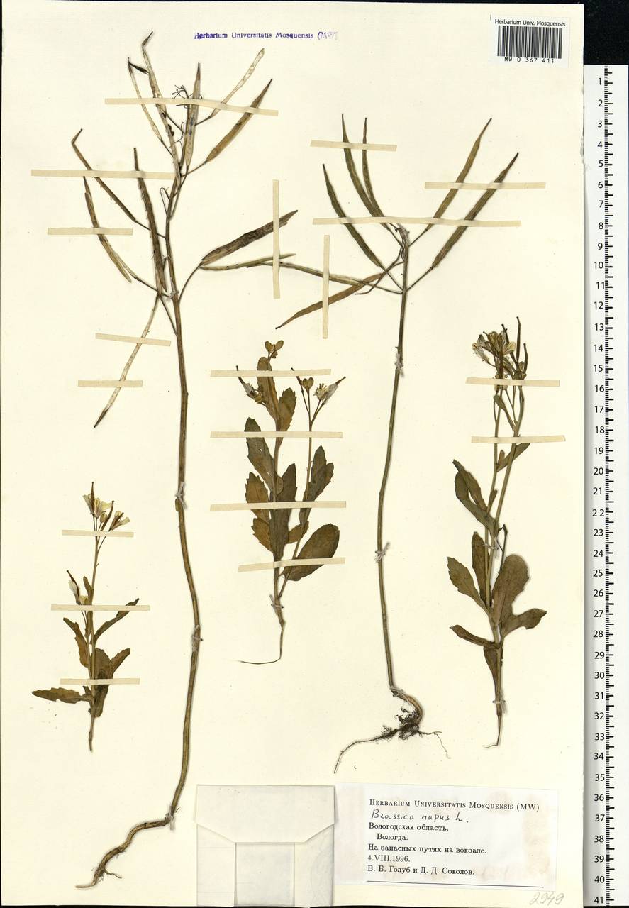 Brassica napus L., Eastern Europe, Northern region (E1) (Russia)
