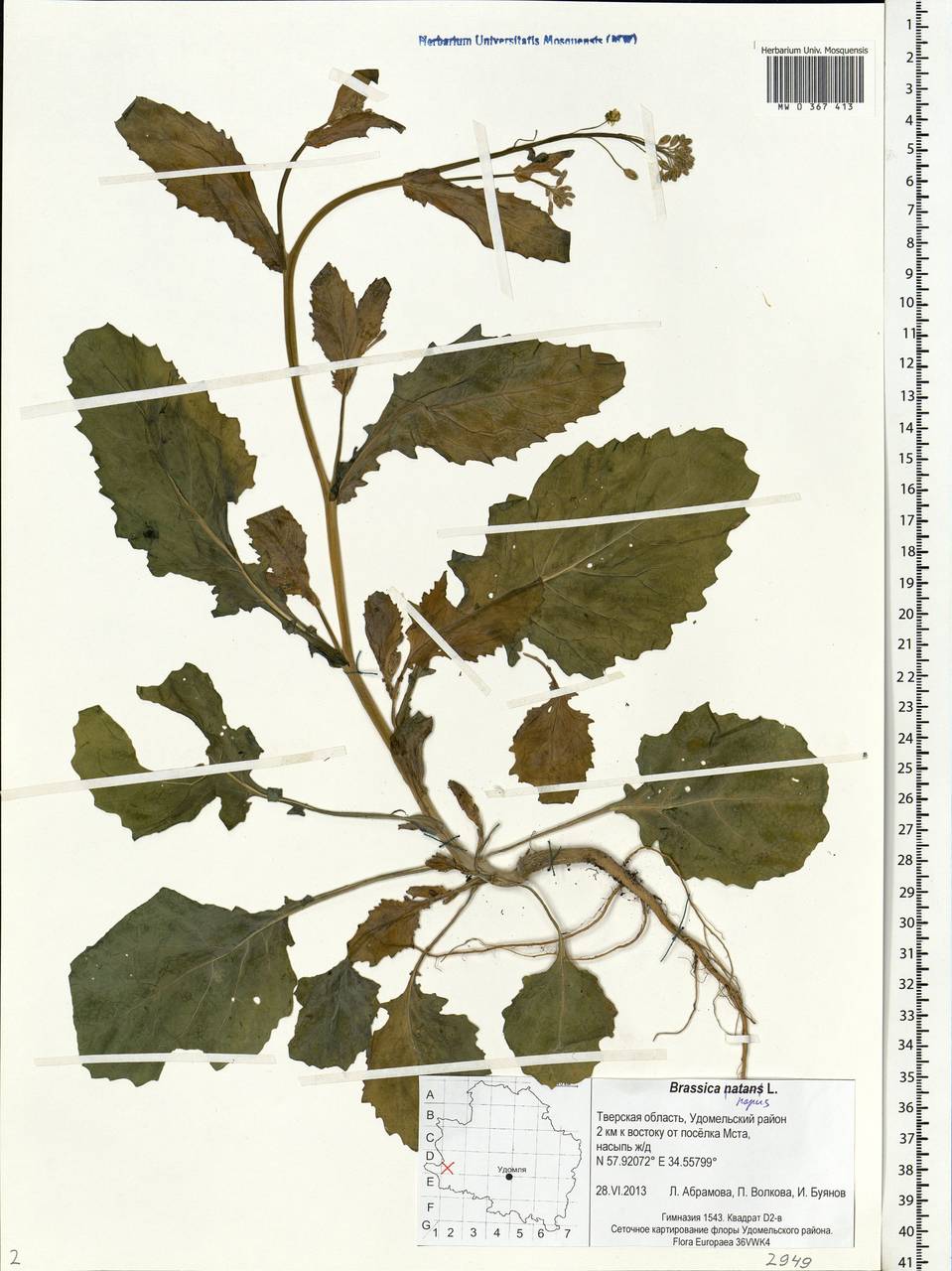 Brassica napus L., Eastern Europe, North-Western region (E2) (Russia)