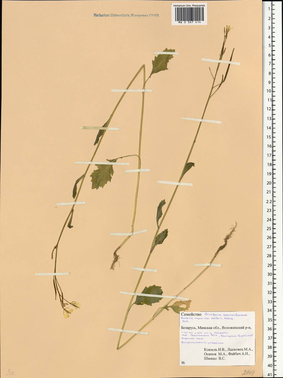 Brassica napus L., Eastern Europe, Belarus (E3a) (Belarus)