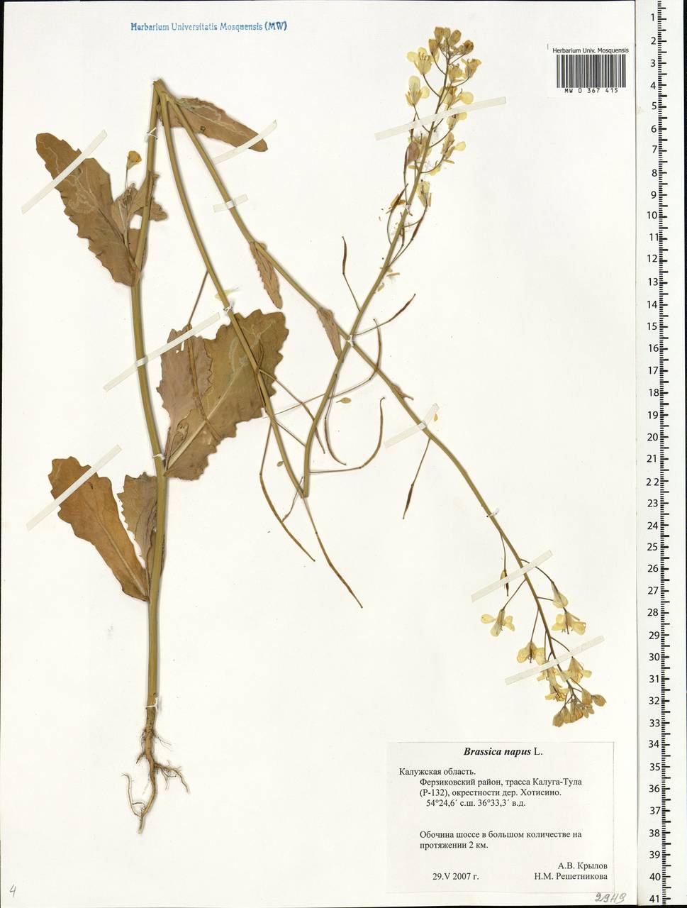 Brassica napus L., Eastern Europe, Central region (E4) (Russia)