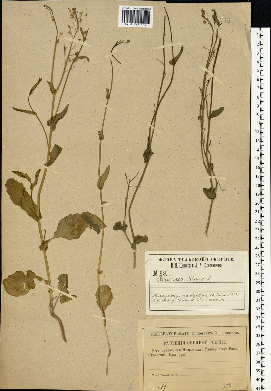 Brassica napus L., Eastern Europe, Central region (E4) (Russia)