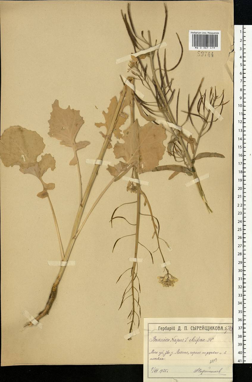 Brassica napus L., Eastern Europe, Moscow region (E4a) (Russia)