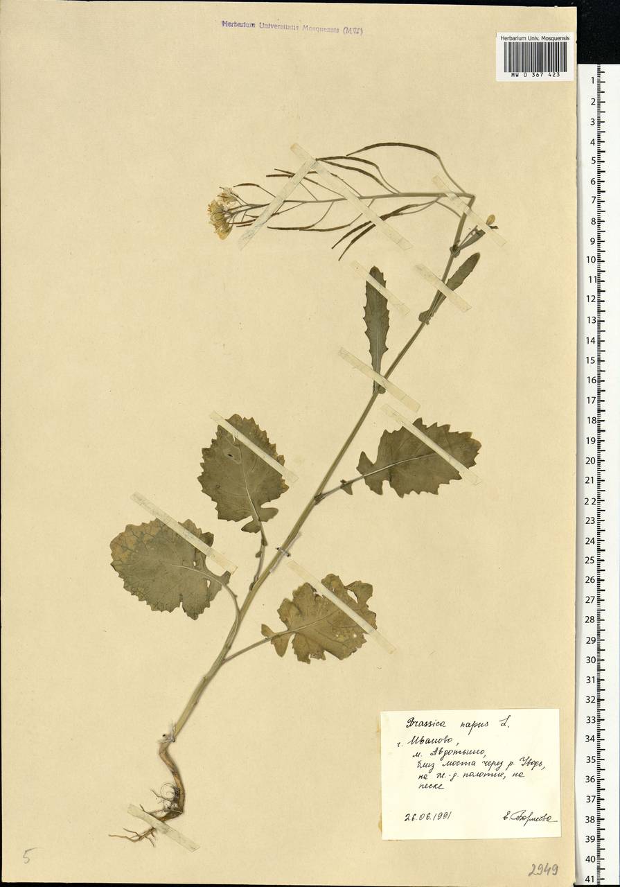 Brassica napus L., Eastern Europe, Central forest region (E5) (Russia)