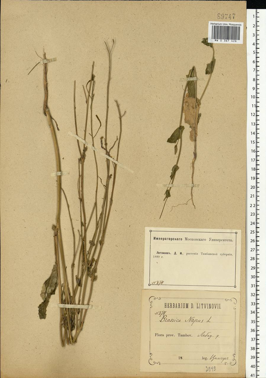 Brassica napus L., Eastern Europe, Central forest-and-steppe region (E6) (Russia)