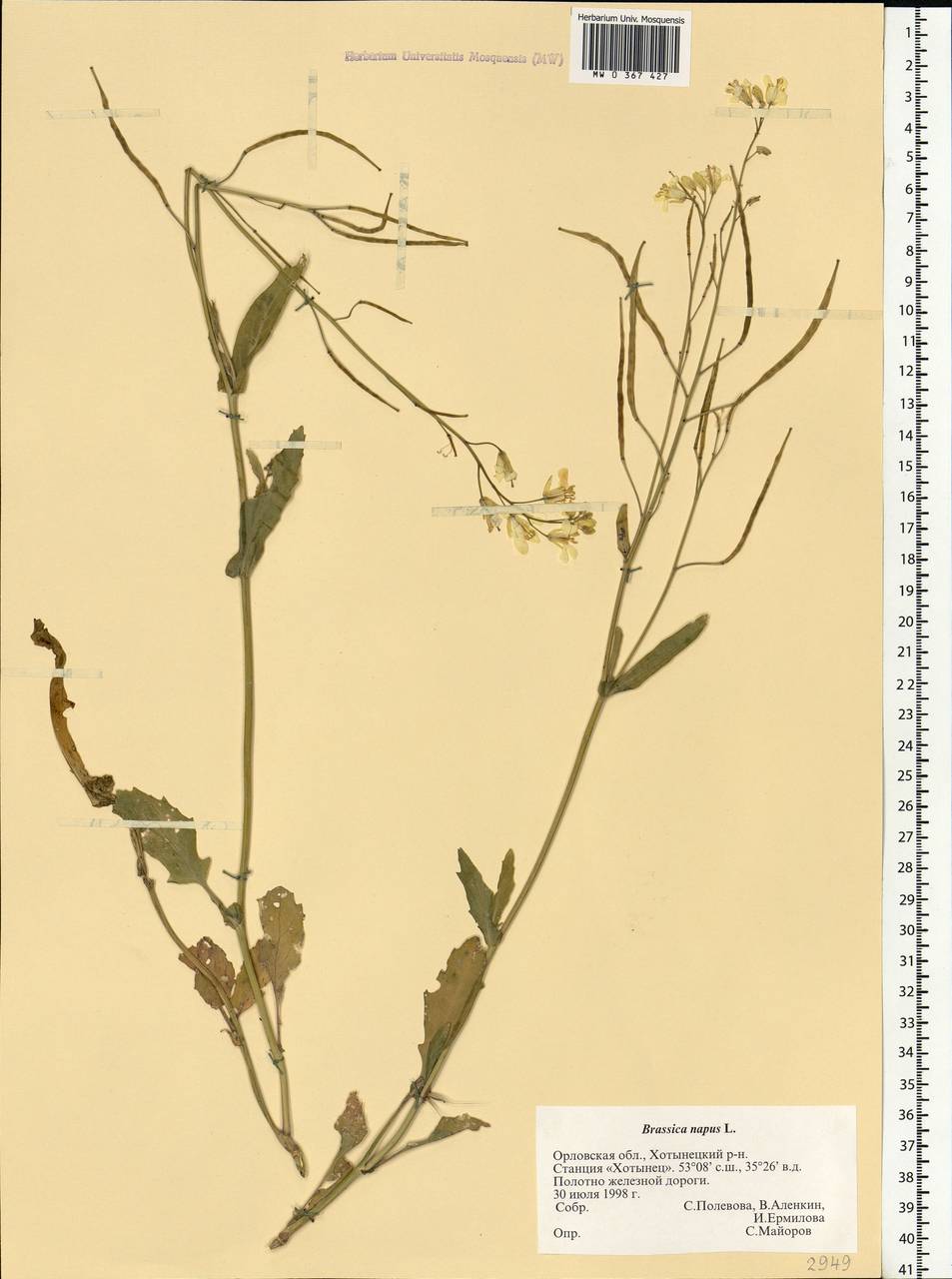 Brassica napus L., Eastern Europe, Central forest-and-steppe region (E6) (Russia)