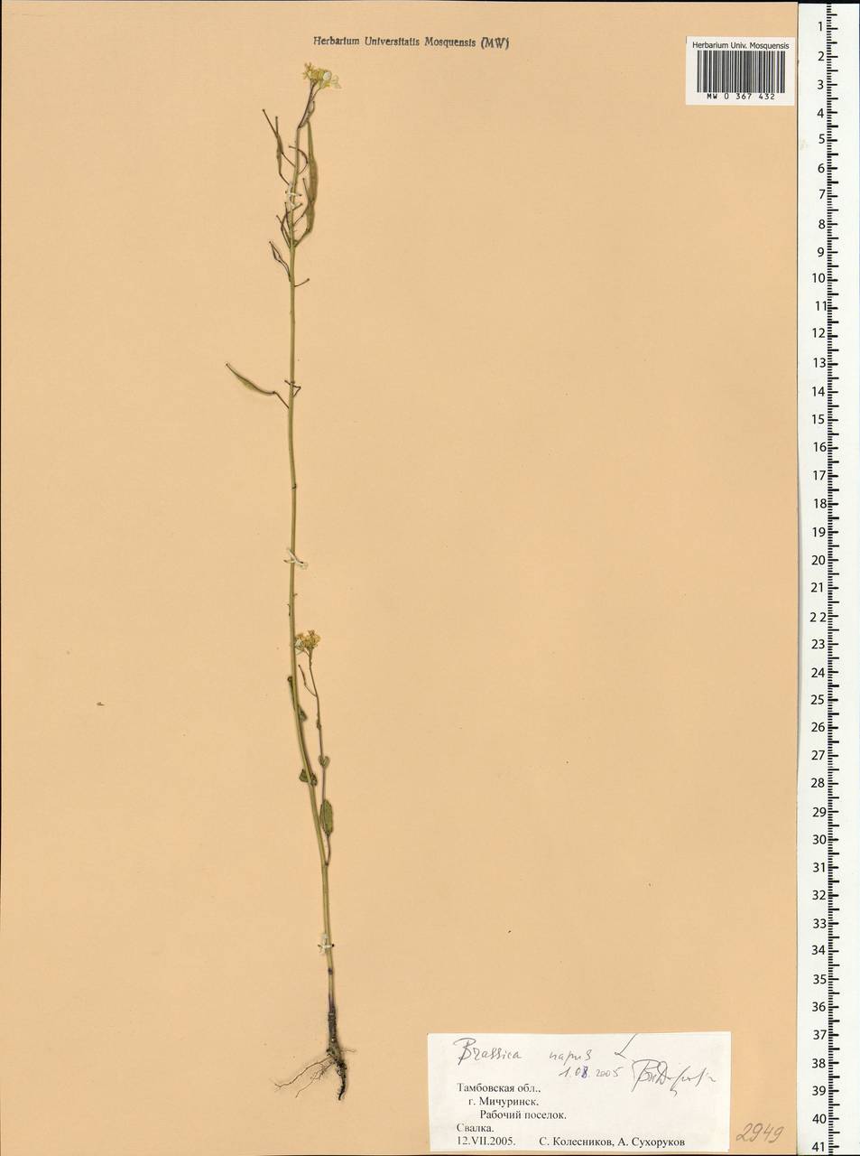 Brassica napus L., Eastern Europe, Central forest-and-steppe region (E6) (Russia)