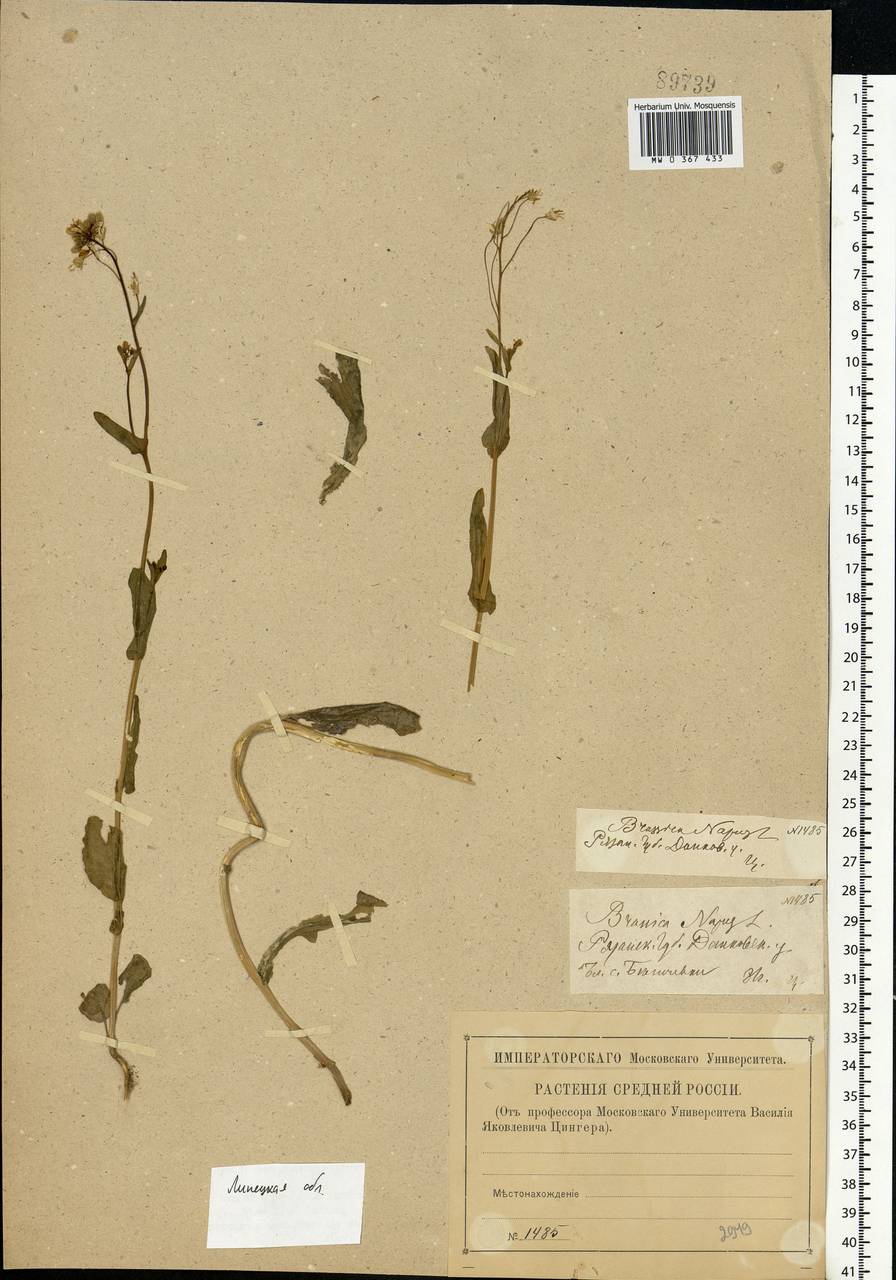 Brassica napus L., Eastern Europe, Central forest-and-steppe region (E6) (Russia)