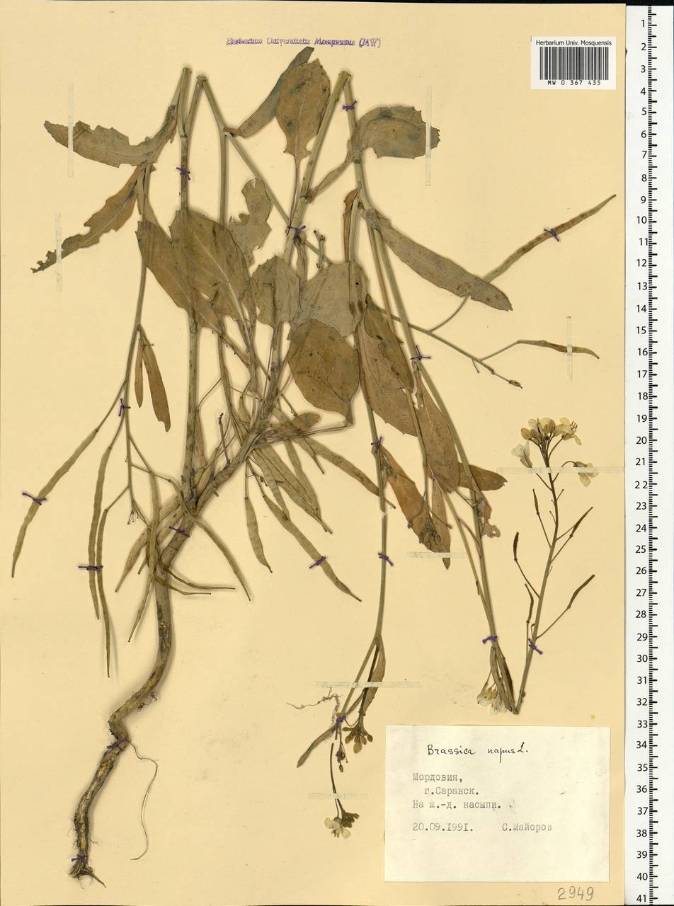 Brassica napus L., Eastern Europe, Middle Volga region (E8) (Russia)