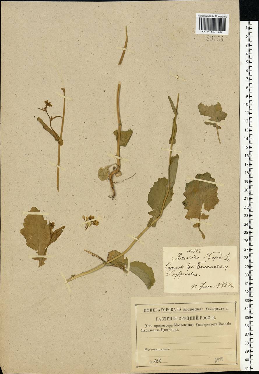 Brassica napus L., Eastern Europe, Lower Volga region (E9) (Russia)