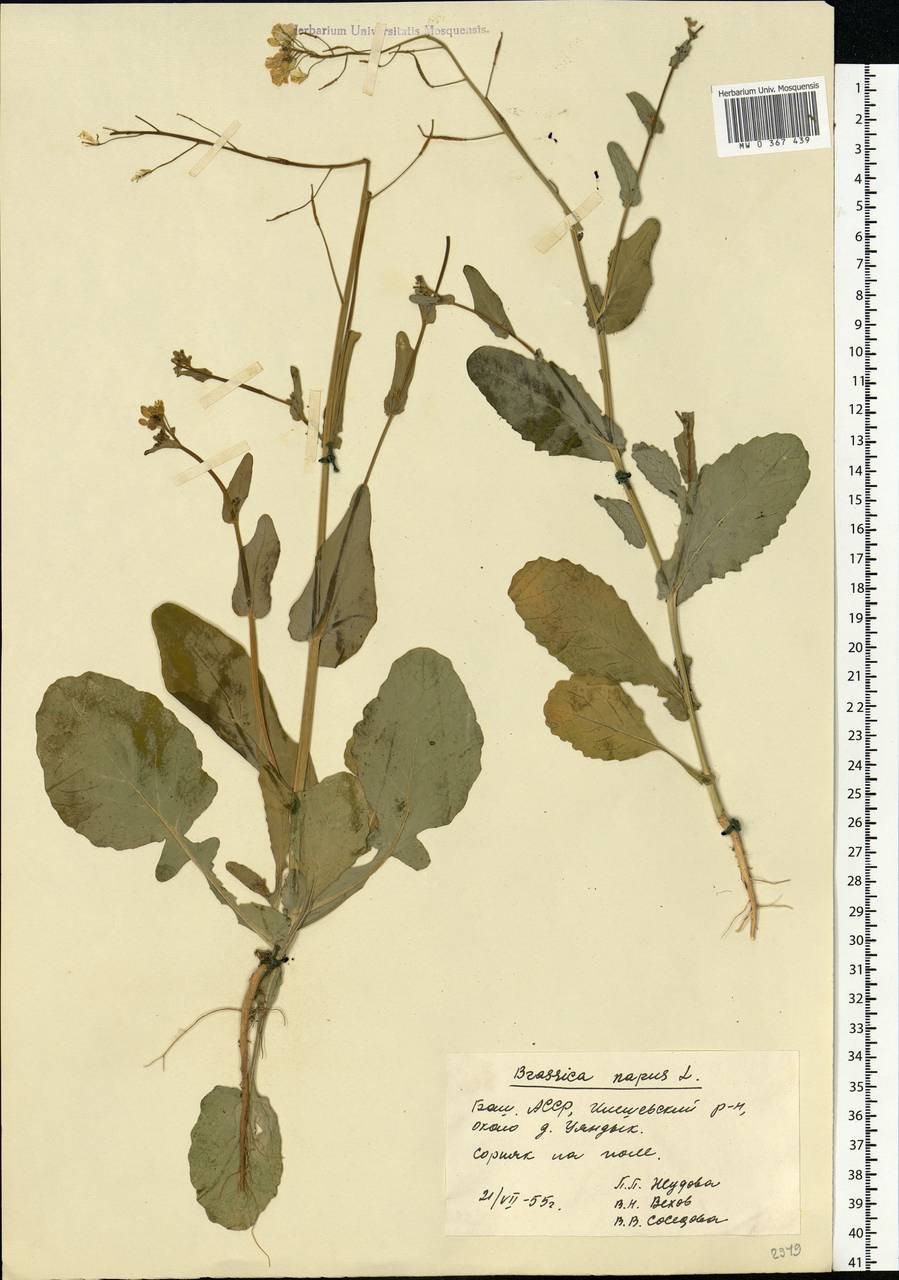 Brassica napus L., Eastern Europe, Eastern region (E10) (Russia)