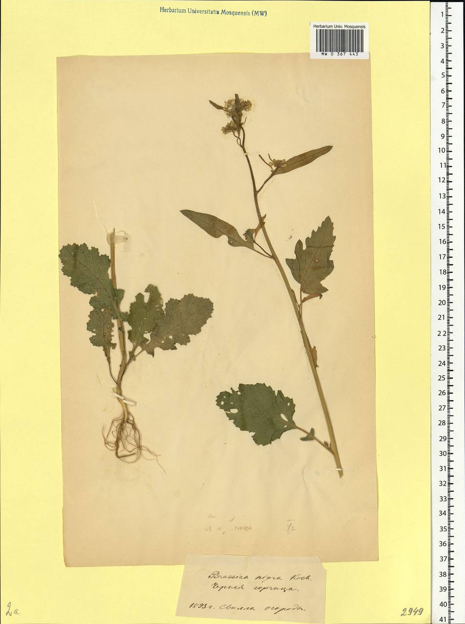 Rhamphospermum nigrum (L.) Al-Shehbaz, Eastern Europe, Belarus (E3a) (Belarus)