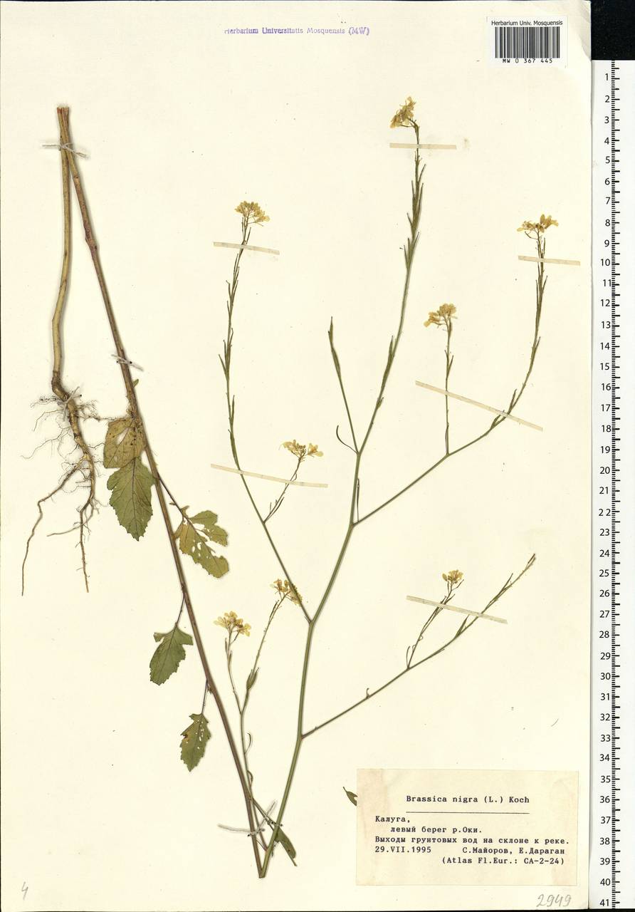 Brassica nigra (L.) W.D.J.Koch, Eastern Europe, Central region (E4) (Russia)
