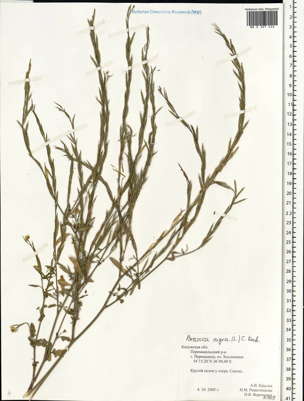 Rhamphospermum nigrum (L.) Al-Shehbaz, Eastern Europe, Central region (E4) (Russia)